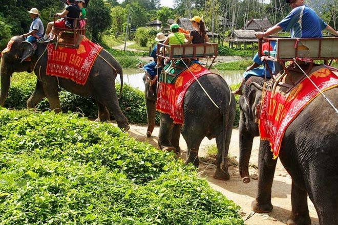 Sightseeing Tour + Elephant Safari