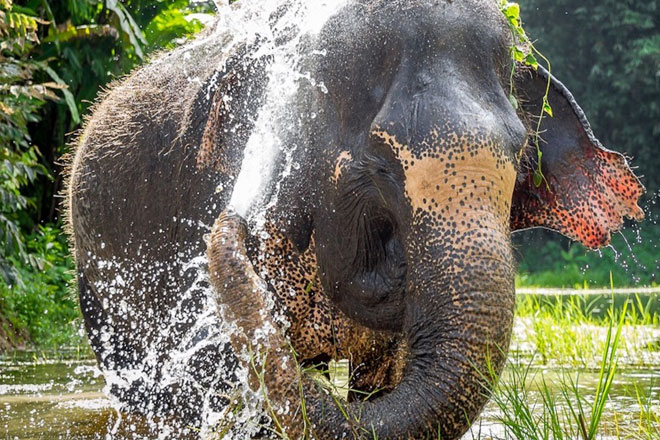 Phuket Elephant Green Sanctuary
