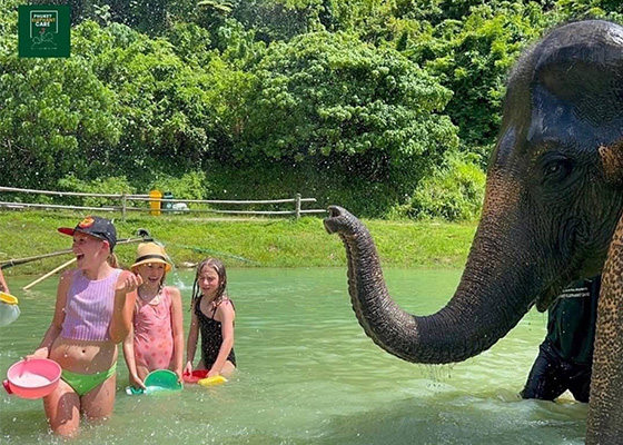 Phuket Elephant Care Sanctuary Tour