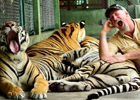 Ziplines Adventure with Tiger Kingdom