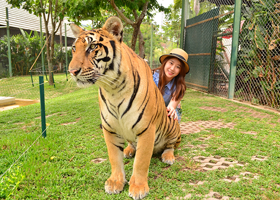 Ziplines Adventure with Tiger Kingdom