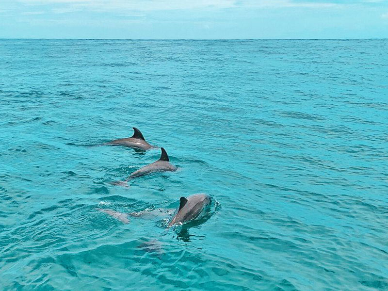 Private Catamaran Maiton and  Coral Islands